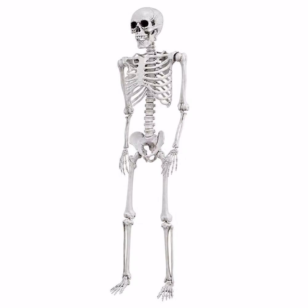 Yezi Life Size Poseable Halloween Skeleton Decoration, White, Height: 169 cm – 2