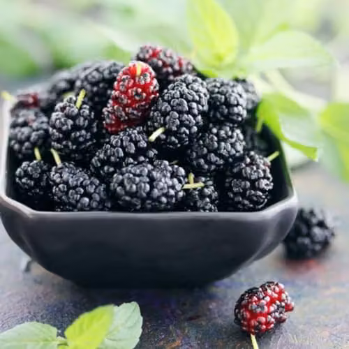 Thompson and Morgan Mulberry Charlotte Russe Mojo Berry Dwarf Self-Pollinating Fruit Tree, 7cm Potted Plant