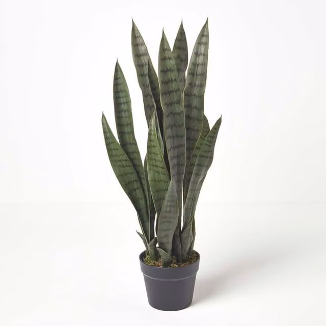 Homescapes Green Striped Snake Plant in Plastic Pot, Height: 74 cm