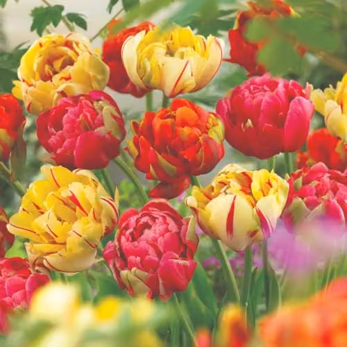 Thompson & Morgan Tulip Colour Carnival Mixed Spring Flowering Bulbs, Multicolour, 8 Bulbs