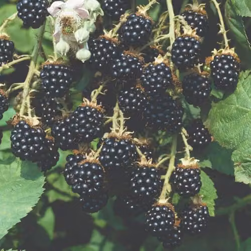 Thompson and Morgan Loch Ness Thornless Upright Blackberry Rubus fruticosus, 2 x 2L Potted Plants