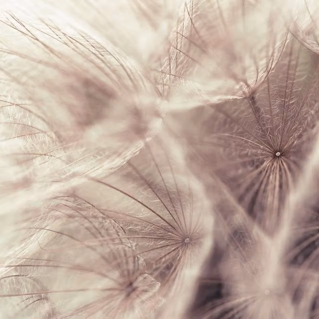 Dandelion Close Up Pink Floral Botanical Wall Mural Photograph