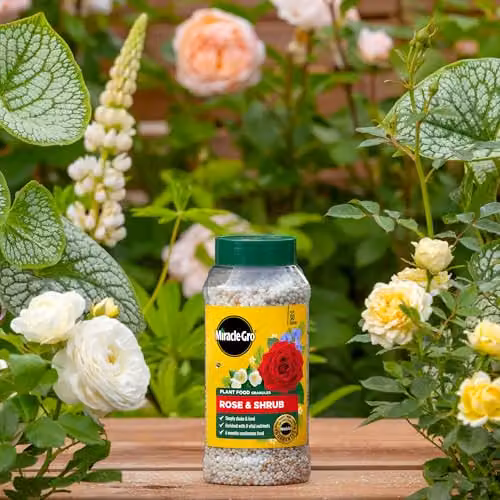 Miracle-Gro Premium Rose and Shrub Continuous Release Plant Food, 900g – 2