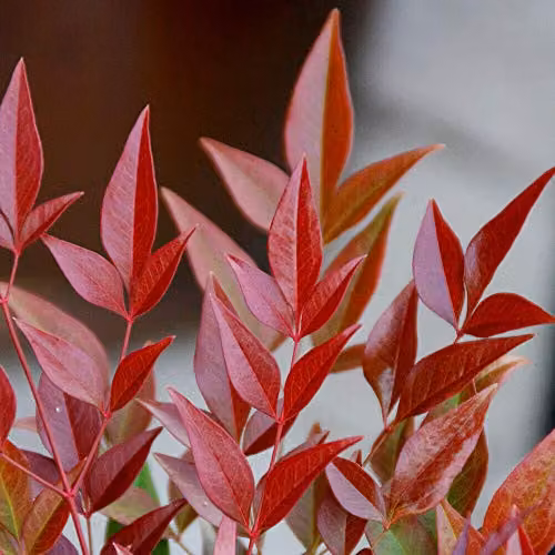 Thompson & Morgan Nandina Obsessed Hardy Evergreen Ornamental Shrub in a 9cm Pot – 2