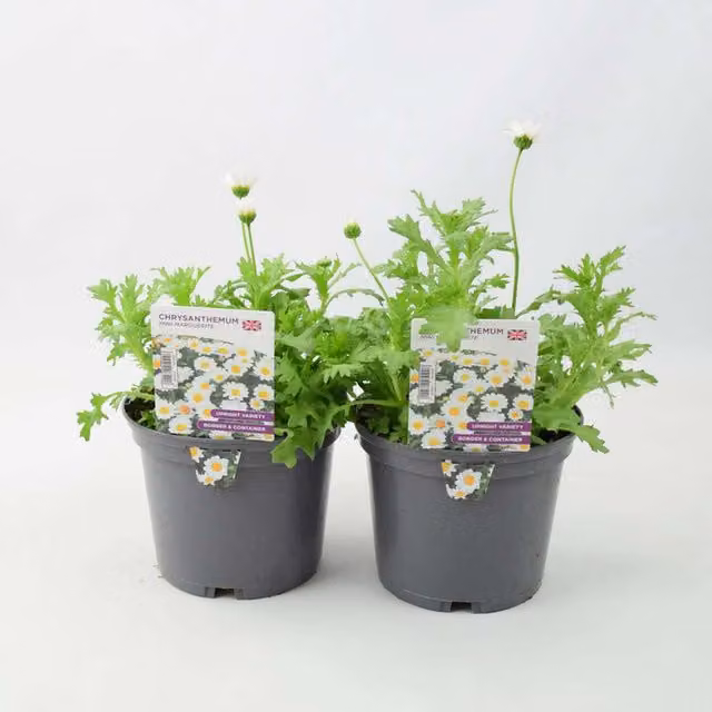 Plants by Post Hardy White and Yellow Chrysanthemum Mini Marguerite Perennial Garden Plants, 2 x 1L
