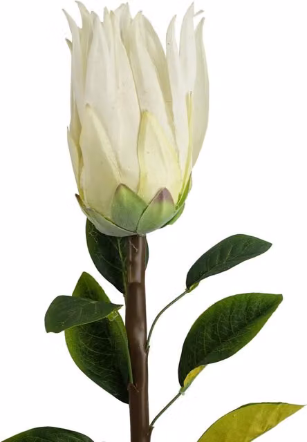 Protea Sugarbush White Artificial Flower Stem with Leaf