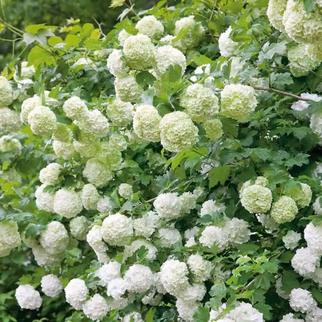 Marshalls Garden Viburnum opulus Roseum Ornamental Shrub, White and Green