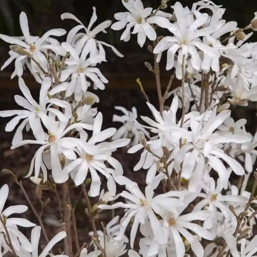 YouGarden White Magnolia Stellata Star Magnolia Standard Ornamental Tree, Height: 70 cm – 6