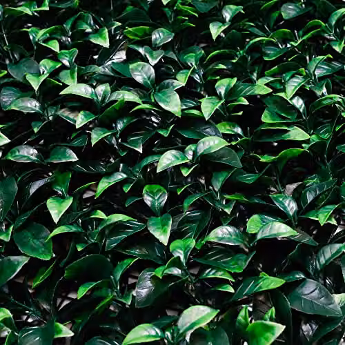 Gardenwize Pack of 4 Artificial Bay Leaf Wall Panels, Green, W/H: 50 x 50 cm – 8