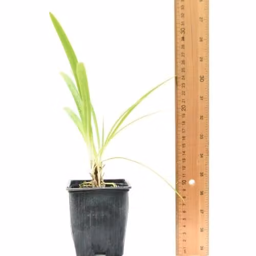 Thompson & Morgan Agapanthus africanus Pitchoune Blue Potted Perennial Plant, 3 Litre