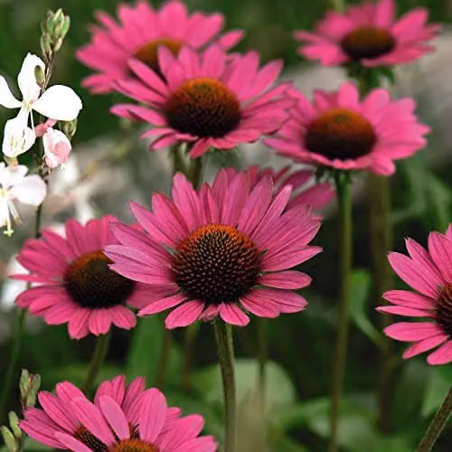 Thompson and Morgan Cottage Garden Perennial Potted Plants, 6 Pack – 2
