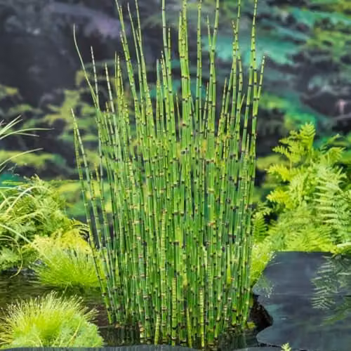 Thompson and Morgan Equisetum japonicum Marginal Aquatic Plant, Green, 3 x 9cm Pots