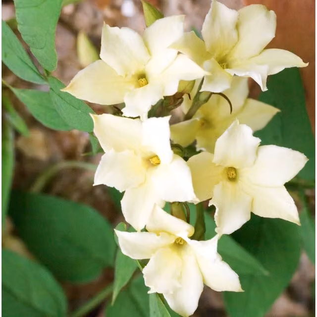 Direct Plants Jasminum Clotted Cream Jasmine Climber with White Flowers
