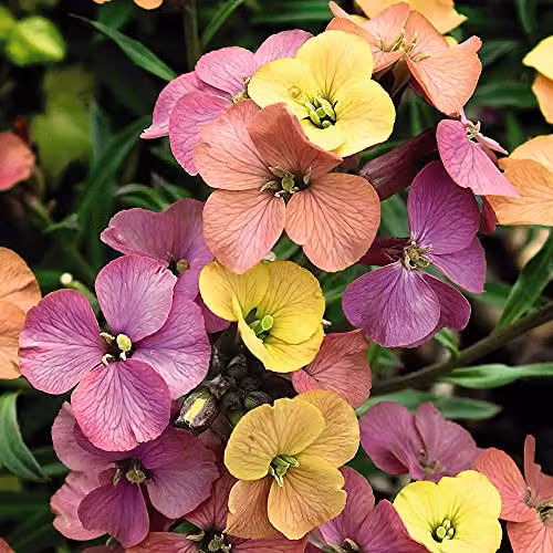 Thompson and Morgan Erysimum Artist Paintbox Hardy Perennial Flowering Garden Plants, 3 x Jumbo Plug Plants, Multicolour – 5