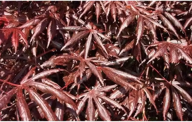 Direct Plants Acer Palmatum Trompenburg Japanese Maple Ornamental Tree, Purple