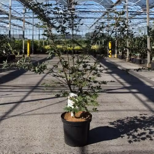 Thompson & Morgan Acer palmatum Brown Sugar Japanese Maple Tree with Reddish-Brown Foliage, 10 Litre Pot