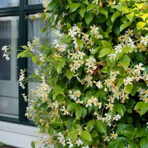 Thompson & Morgan Trachelospermum jasminoides Star of Toscana Hardy Evergreen Climber with Fragrant Creamy White and Yellow Flowers, 1x 9cm Potted Plant – 3