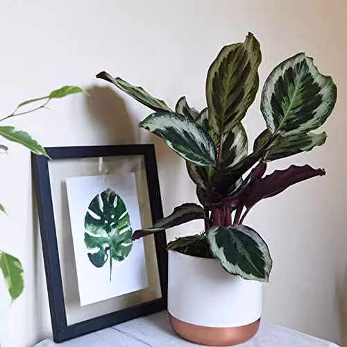 Thompson and Morgan Calathea Roseopicta Easy to Grow Indoor Perennial House Plant, 1x 12cm Pot – 1