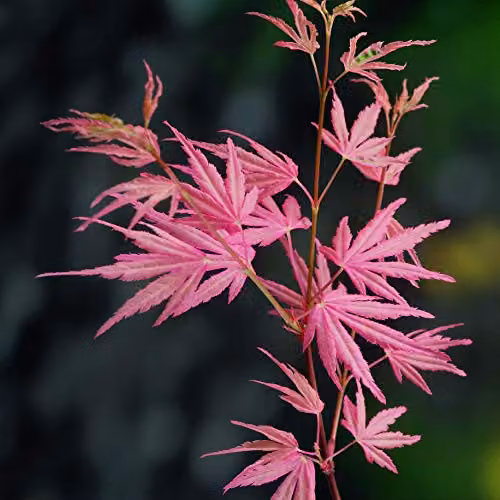 YouGarden Acer Palmatum Tree Taylor Pink Japanese Maple in a 3L Pot – 2