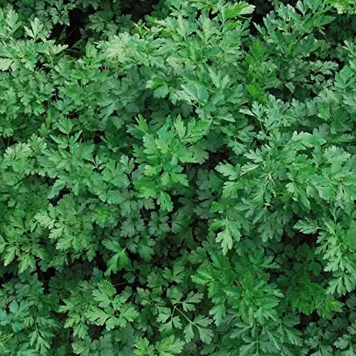Thompson and Morgan Parsley Laura Plain-Leaved Herb Seeds, 500 Seeds