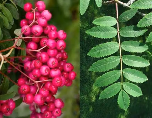 Direct Plants Sorbus Pink Charm Ornamental Berry Tree, Height: 182.88 cm, Supplied in a 12 Litre Pot