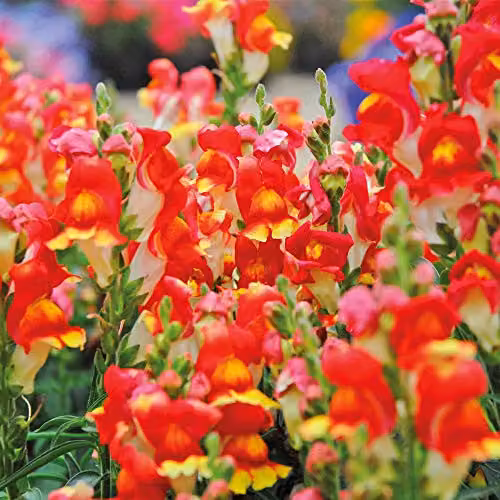 Thompson and Morgan Antirrhinum Majus Nanum Rembrandt Snapdragon Seeds, Orange, Gold and Yellow Flowers, 200 Seeds