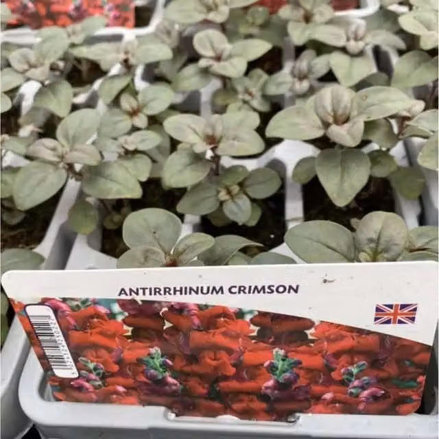 Plants by Post Antirrhinum Crimson Bedding Plants, 12 Pack