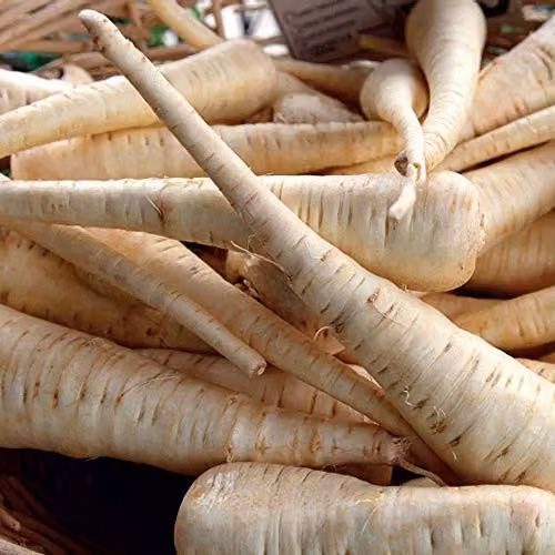 Thompson and Morgan Albion Parsnip Seeds, 300 Seeds