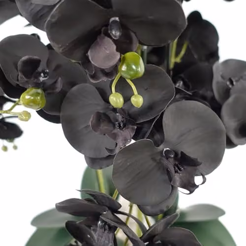 Leaf Design UK Realistic Artificial Orchid Flower Display in a Green, Black and Gold Ceramic Planter, Height: 60 cm, Width: 40 cm, Depth: 40 cm – 4