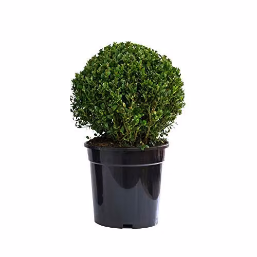 Thompson & Morgan Buxus Sempervirens Box Ball Evergreen Shrub Topiary in 23cm Pots – 1