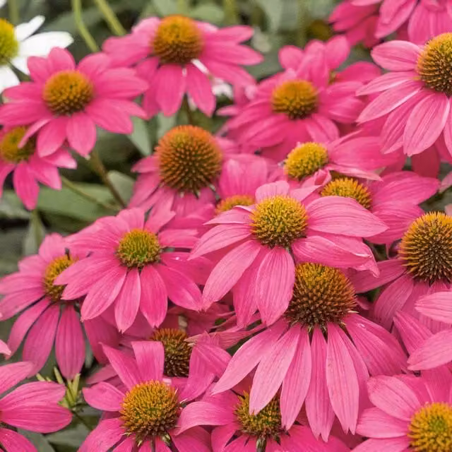 Unwins Pow Wow Wild Berry Echinacea Pink Flower Seeds