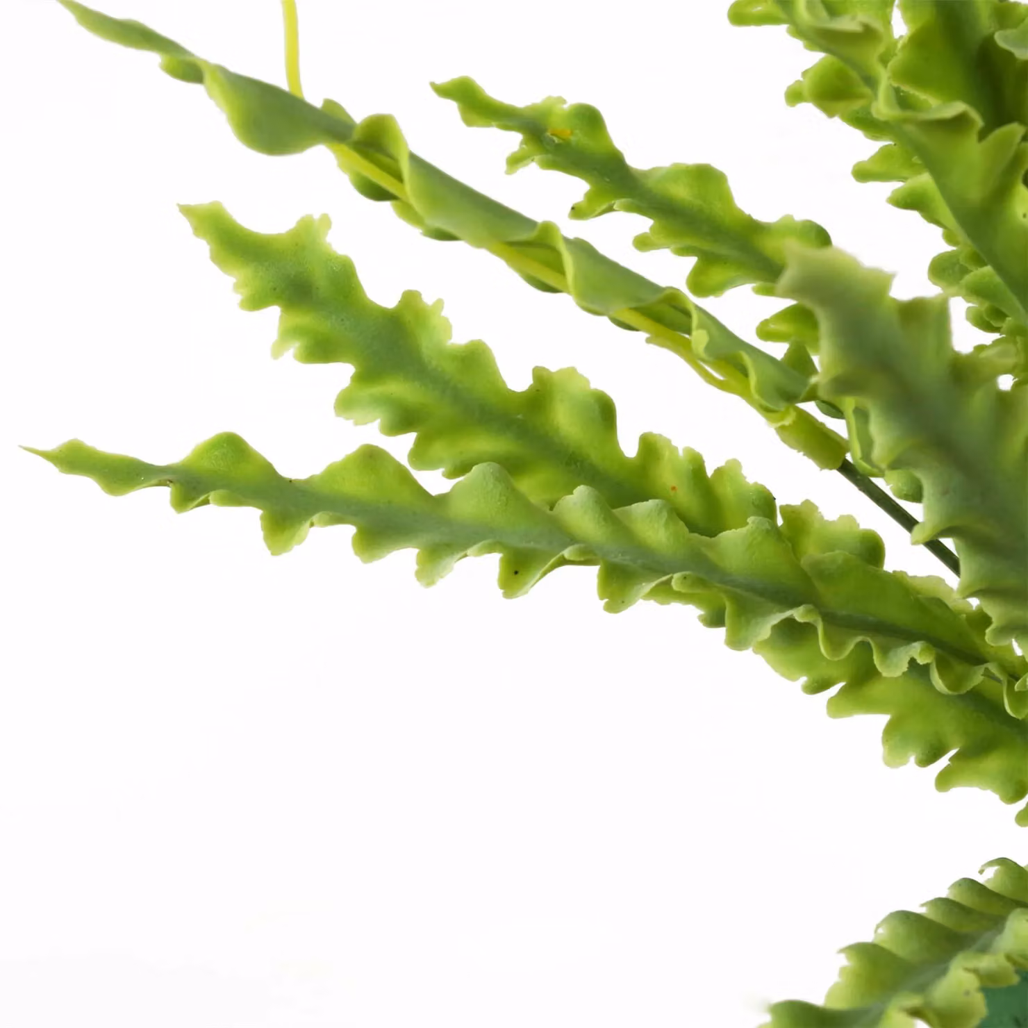 Leaf Design UK Artificial Crocodile Fern Plant, Green, Height: 40 cm – 2