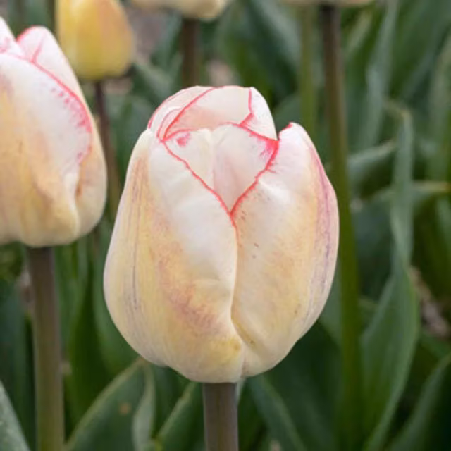 Plants By Post Tulip Hugs and Kisses Bulbs, White and Pink, Pack of 15