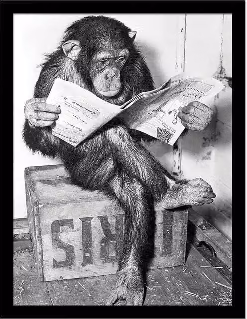 Ada Ingram Chimp News Framed Paper Poster in Grey – 1