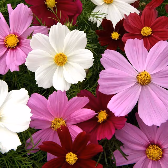 Unwins Cosmos Sonata Multicolour Flower Seeds for Ornamental Gardens