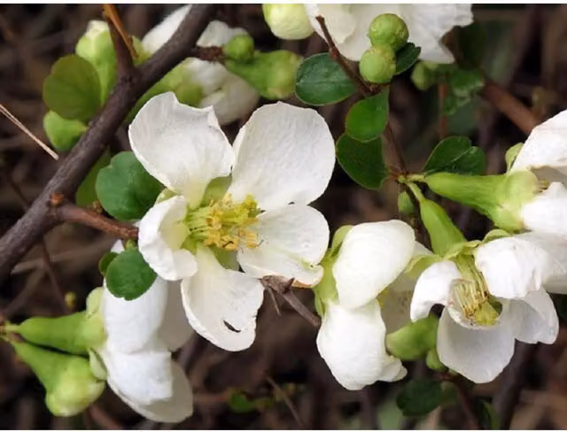 Direct Plants Chaenomeles Jet Trail Japanese Quince Flowering Ornamental Garden Shrub Plants, Pack of 3, White
