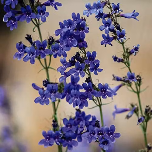 Thompson and Morgan Penstemon heterophyllus True Blue Hardy Perennial Flower Seeds, 40 Seeds