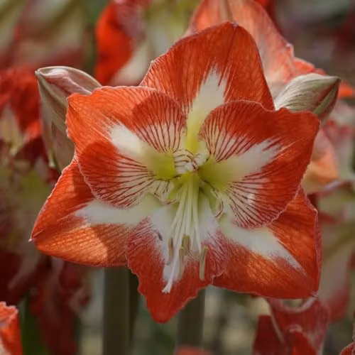 Thompson & Morgan Amaryllis Minerva Bulb with Large Red Flowers for Indoor Display