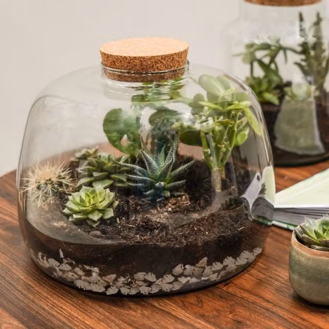 Ivyline Large Bowl Shape DIY Terrarium Kit in Clear Glass, H: 23 cm, D: 30 cm