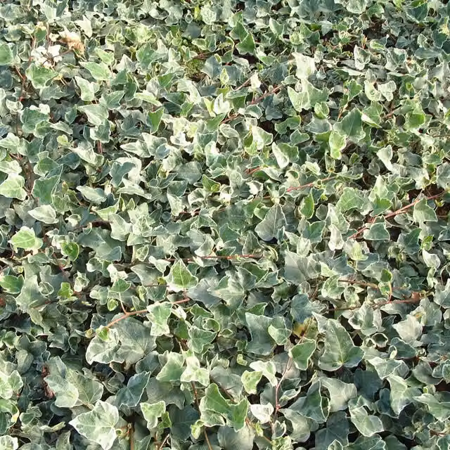 Plants By Post Hedera Helix Glacier Indoor Houseplant Climber in Grey-Green and White