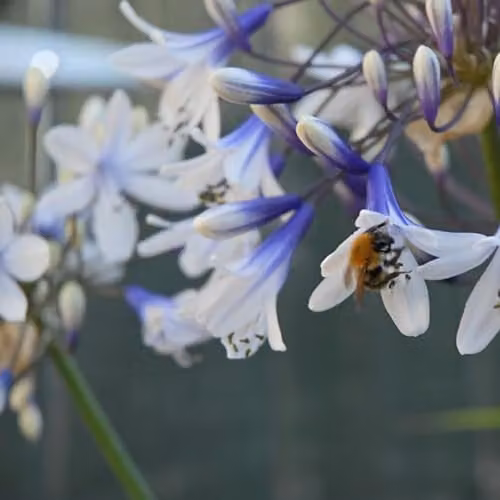 Thompson & Morgan Agapanthus Twister African Blue Lily Hardy Perennial, 3.6 Litre Potted Plant, Blue and White – 4