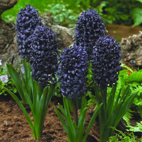 Thompson and Morgan 101 Mixed Colourful Spring Bulb Collection for Borders and Pots – 2