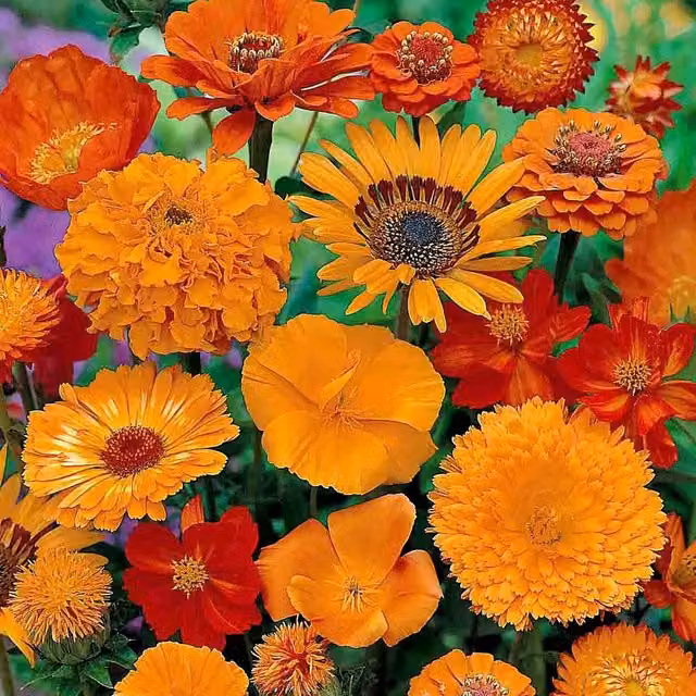 Unwins Sea of Orange Mixed Annuals Flower Seeds