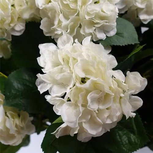 Leaf Design UK White Realistic Artificial Hydrangea Tabletop Blossom Tree – 3