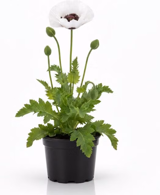 Plants by Post Royal Wedding Papaver Oriental Perennial Poppy, White with Dark Centre, 1L Pot, Pack of 6