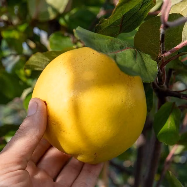 Marshalls Garden Quince Serbian Gold Compact Self-Fertile Bare Root Fruit Tree, Yellow