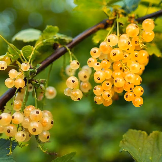 Direct Plants Whitecurrant Fruit Bushes in White Versaille 2ft Pots, Pack of 3