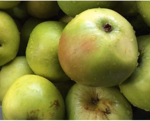 Direct Plants Dwarf Bramley Apple Fruit Tree, Green, 5 Litre Pot