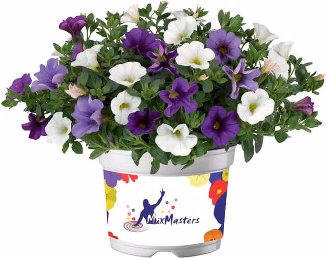 Plants by Post Calibrachoa Cabaret Mix Outdoor Bedding Plants, 2 x 1L Pots, Multicolour Pink, Yellow and Purple