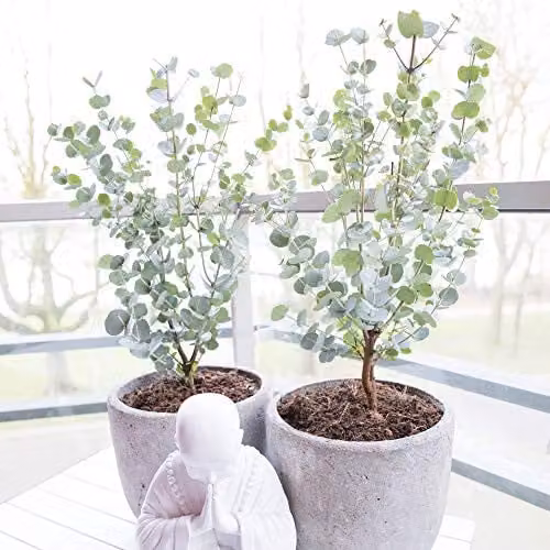 Thompson and Morgan Eucalyptus Gunnii Azura Cider Gum Ornamental Tree, Blue/Silver, 1 x 9cm Potted Plant – 1